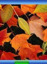 pic for Autumn Leaves